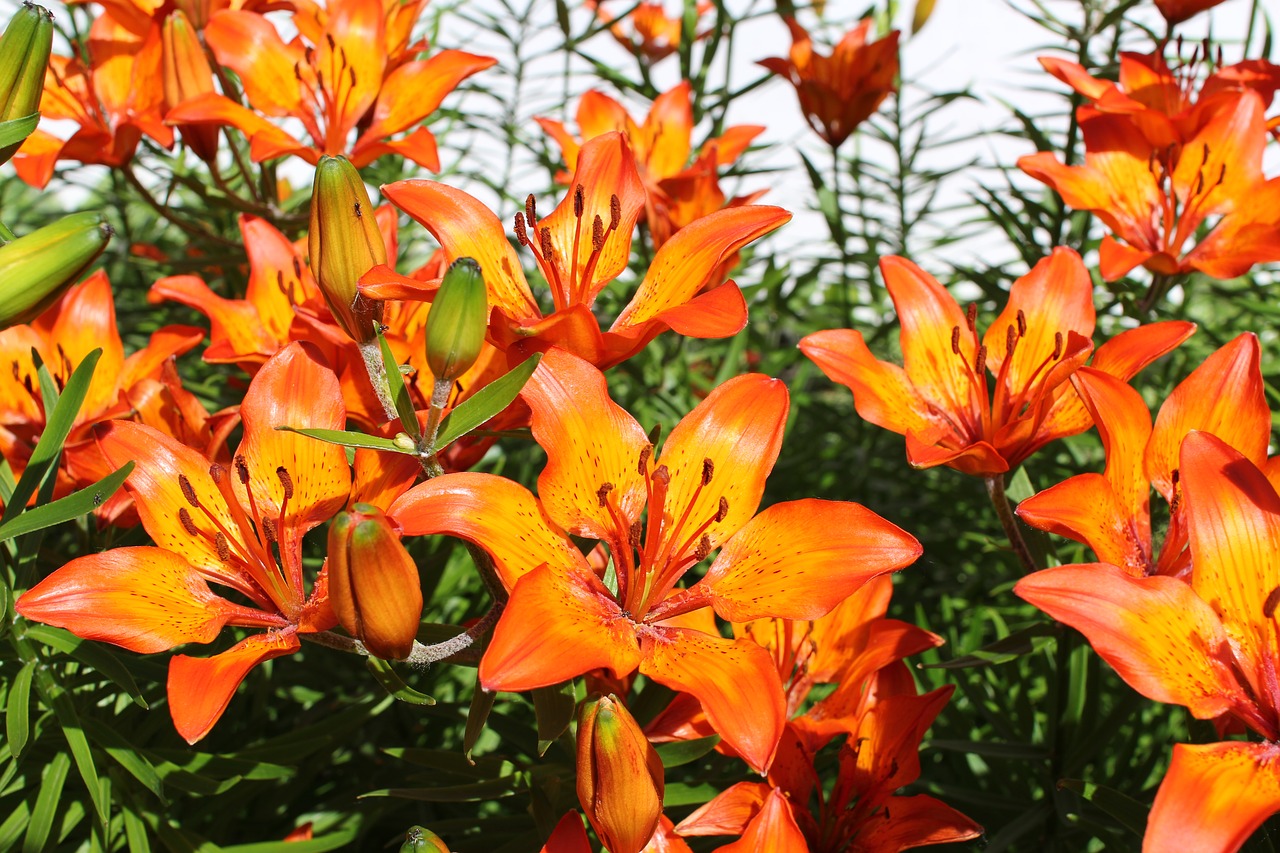 Image - flowers lily orange summer flowers