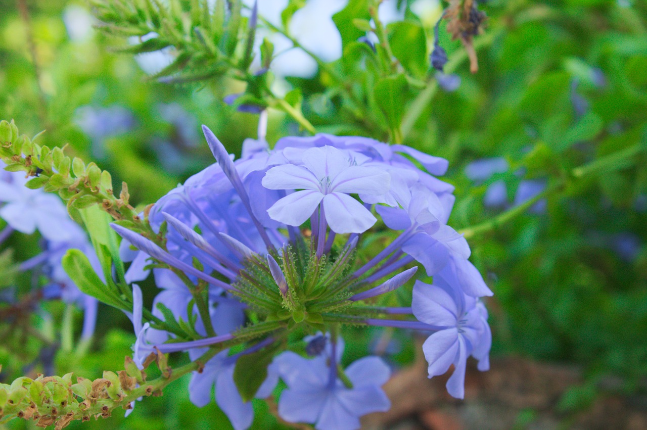 Image - summer sun provence blue