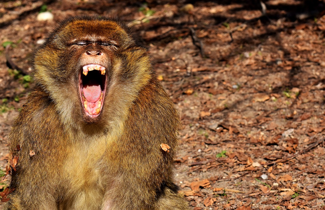Image - barbary ape yawn endangered species