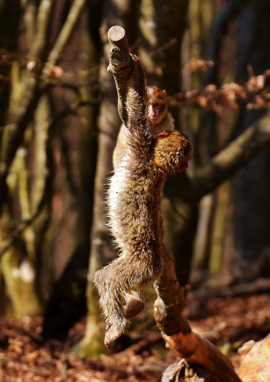 Image - barbary ape young play