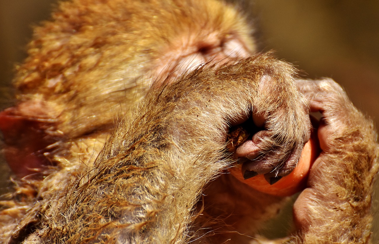 Image - barbary ape young cute eat