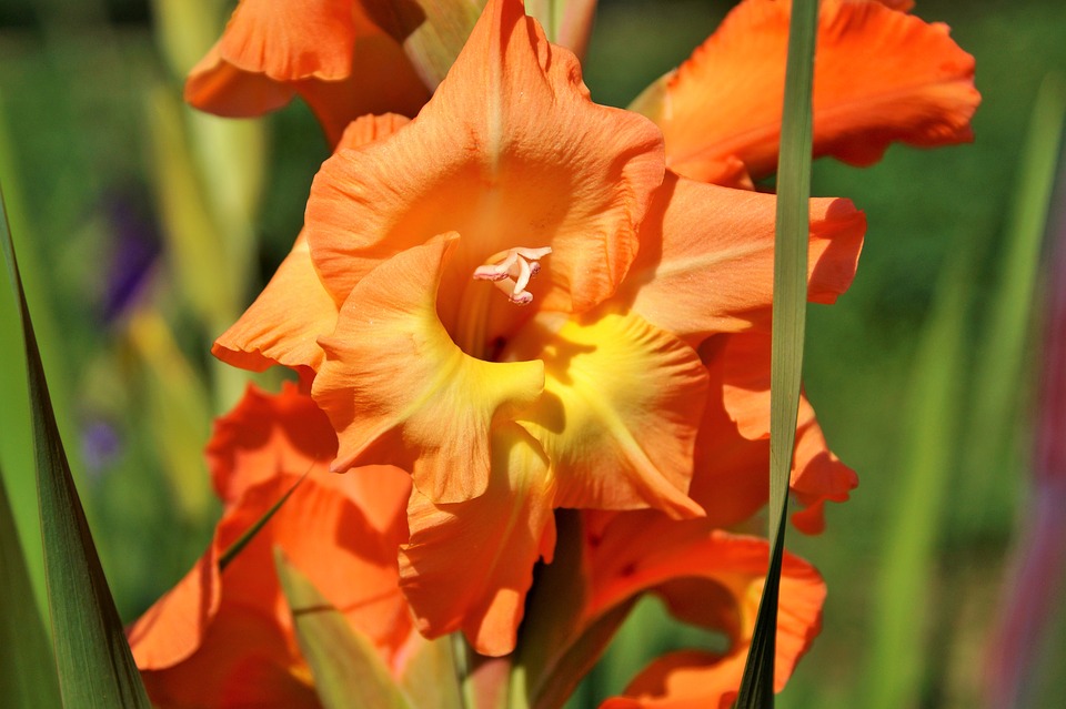 Image - gladiolus gladidus