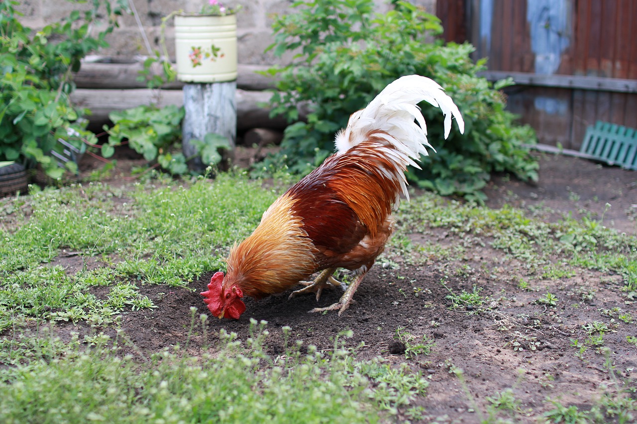 Image - cock bird a rooster pecks the seeds