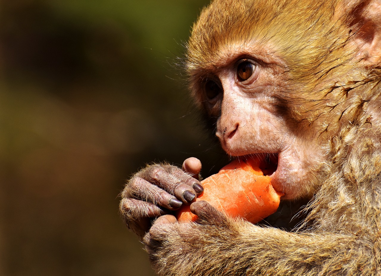 Image - barbary ape endangered species cute