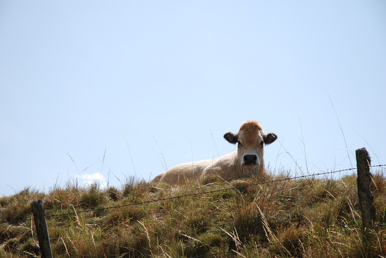 Image - cow aubrac pasture