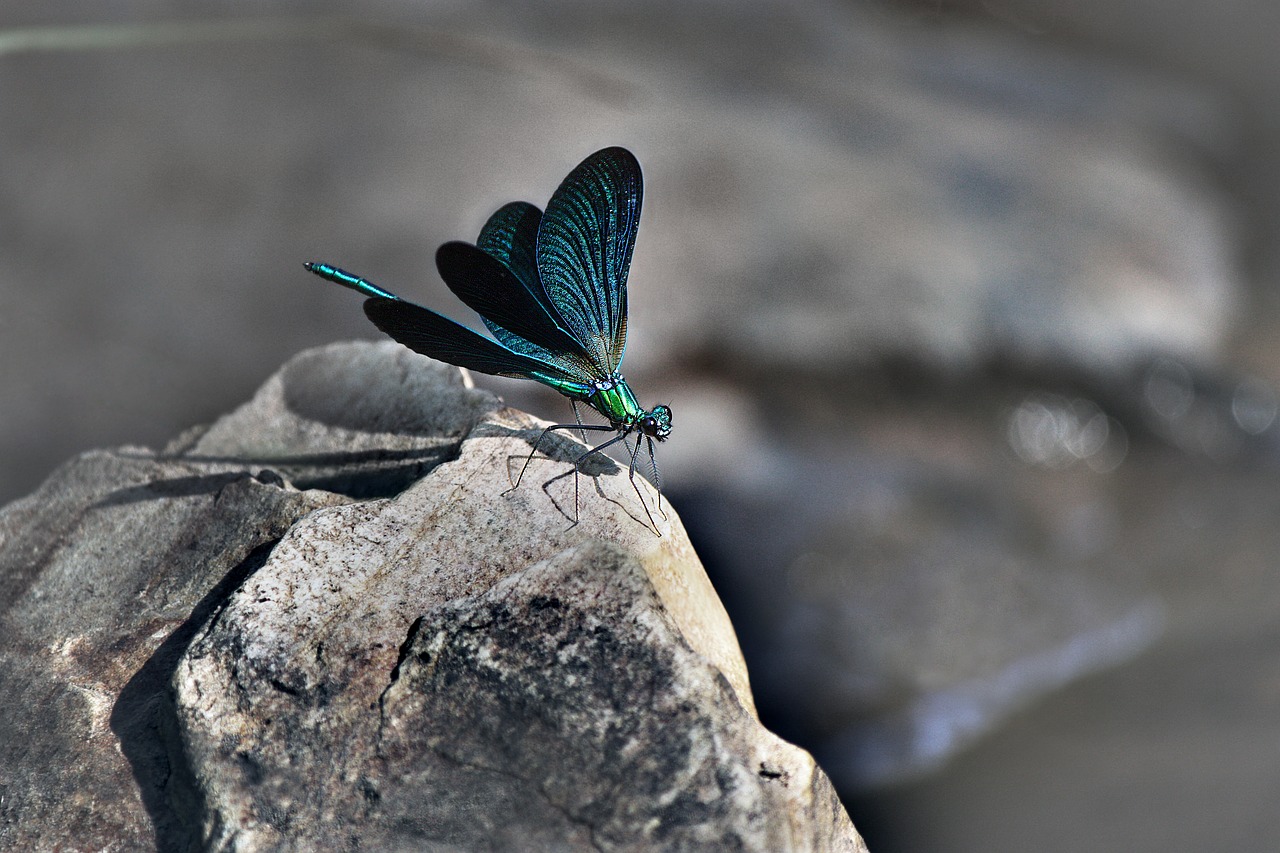 Image - dragonfly fauna stone river source