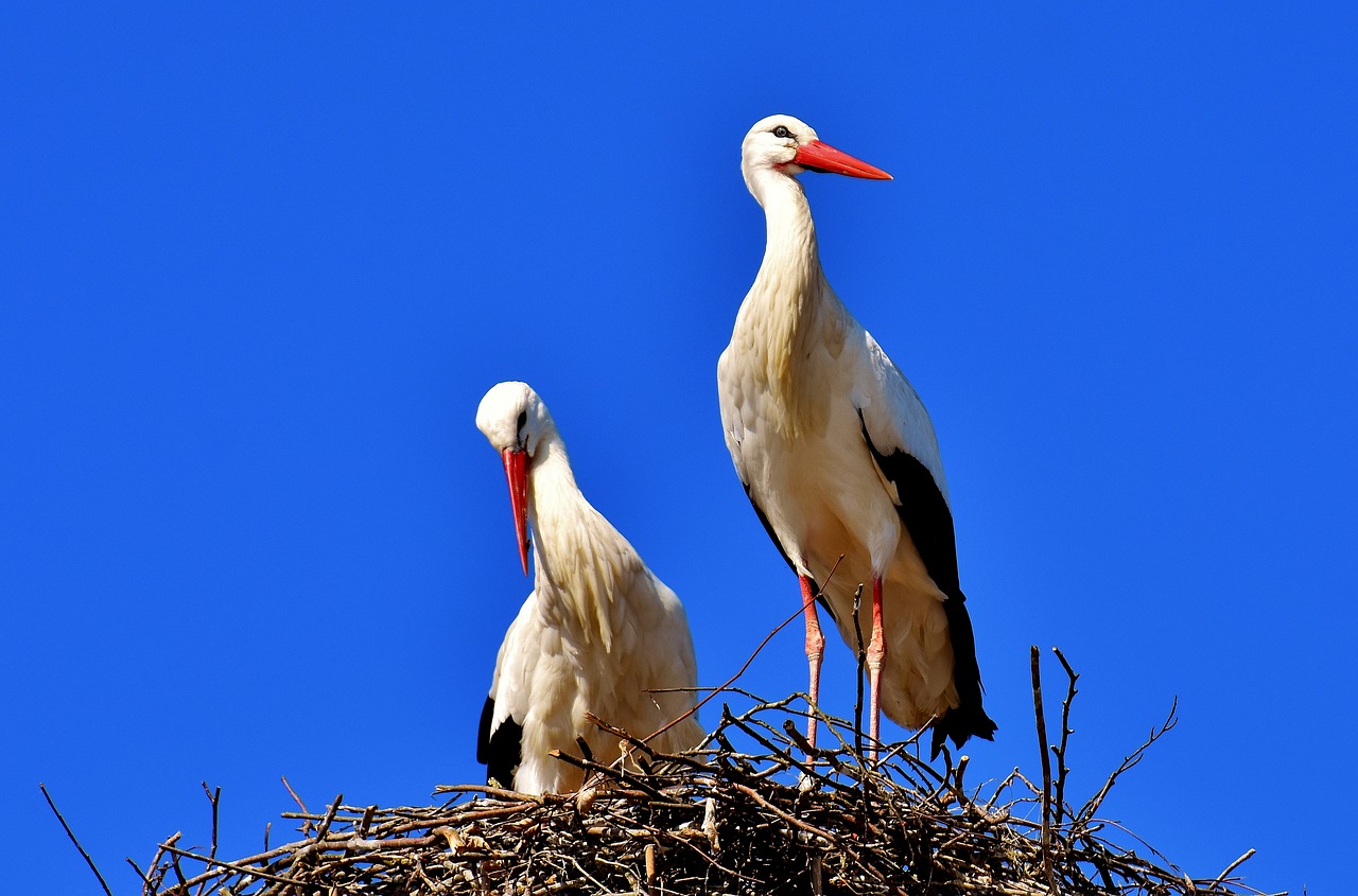 Image - storks pair birds stork fly