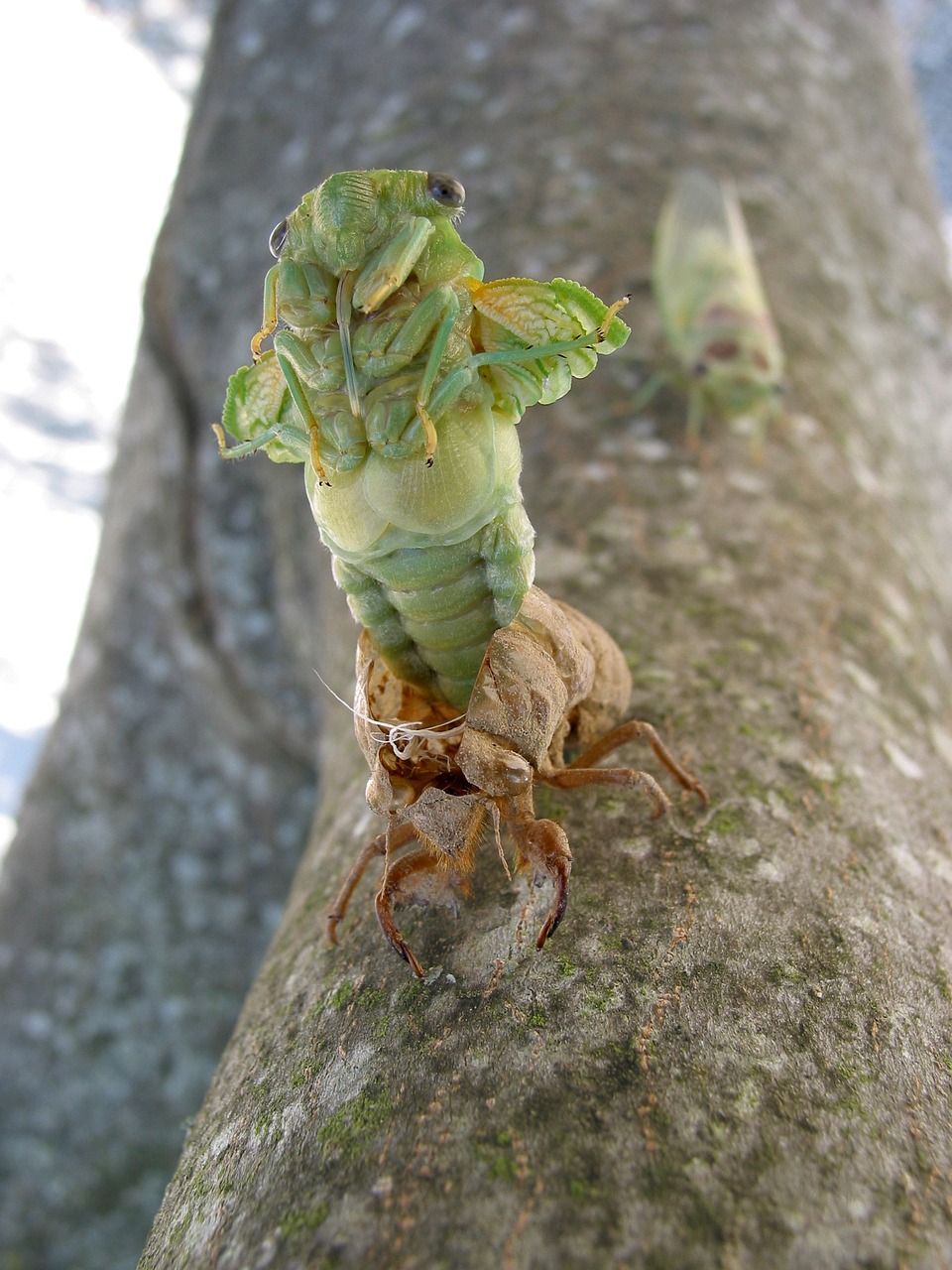 Image - cicada birth provence