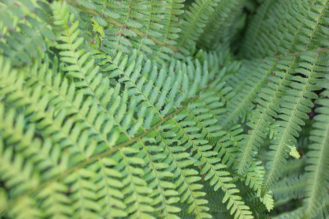 Image - fern green plant nature forest