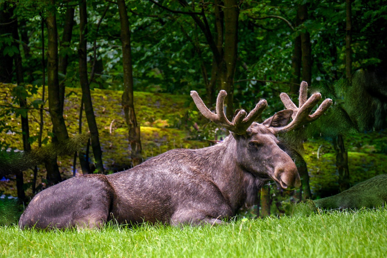 Image - moose nature animals wild mammal