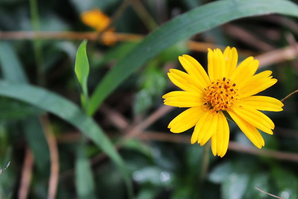 Image - flower yellow yellow flower garden