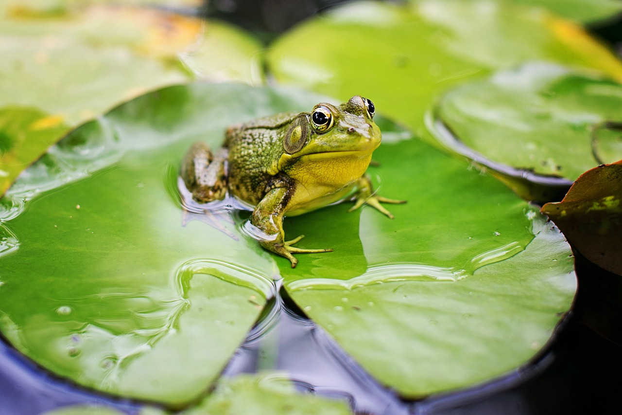 Image - bull frog green pond lily pad frog