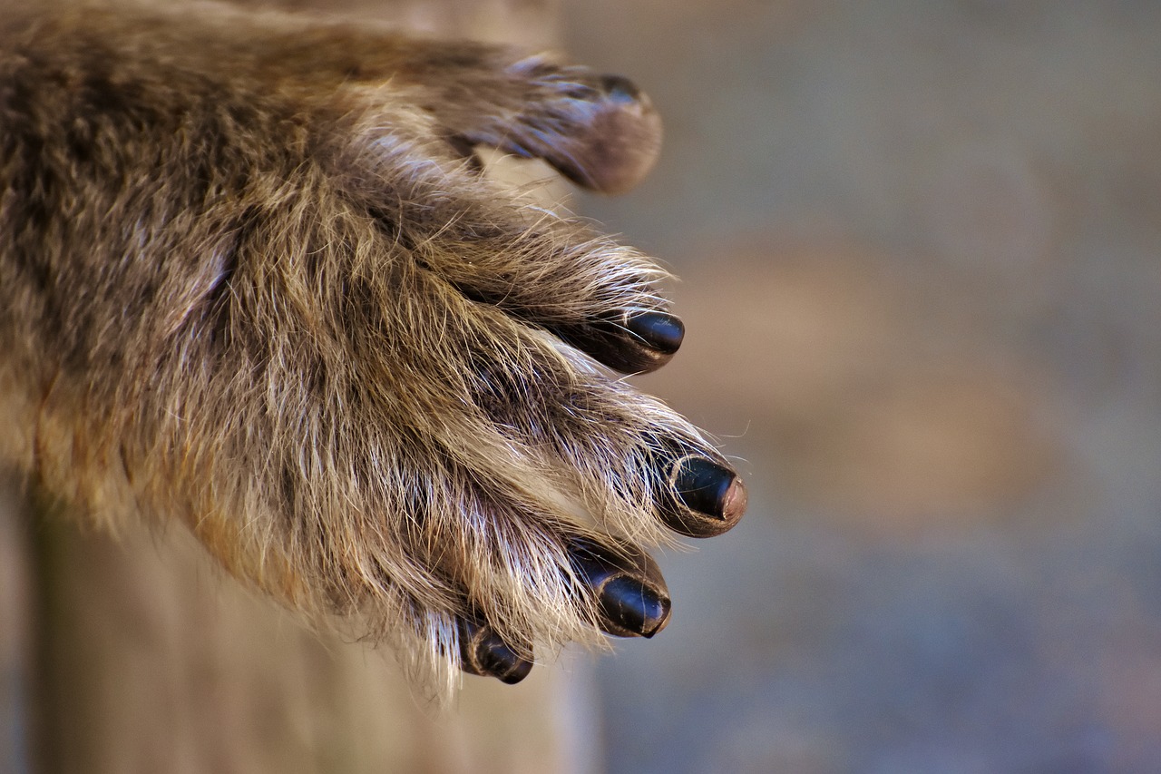 Image - barbary ape hand foot