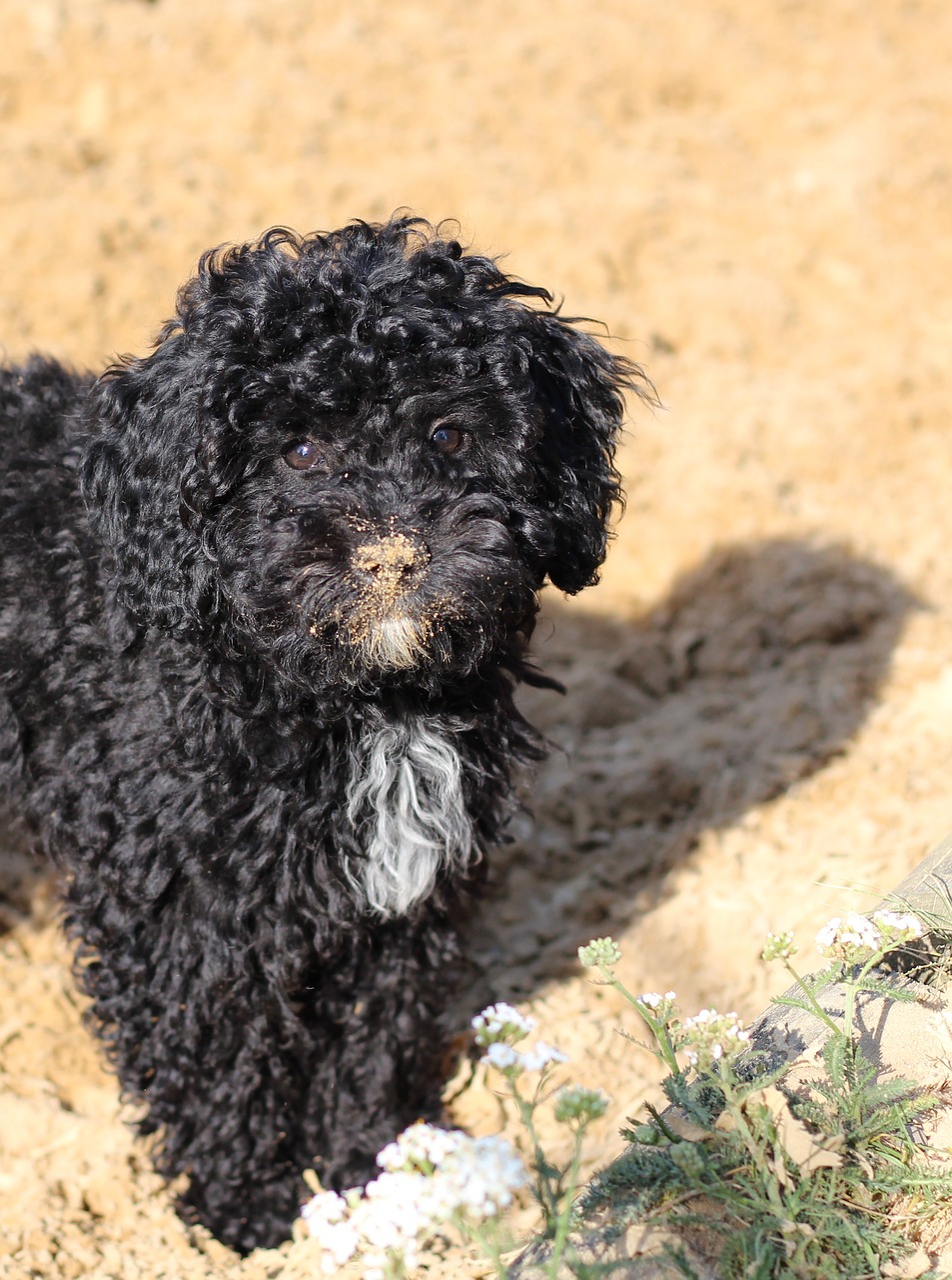 Image - poodle nose black young animal