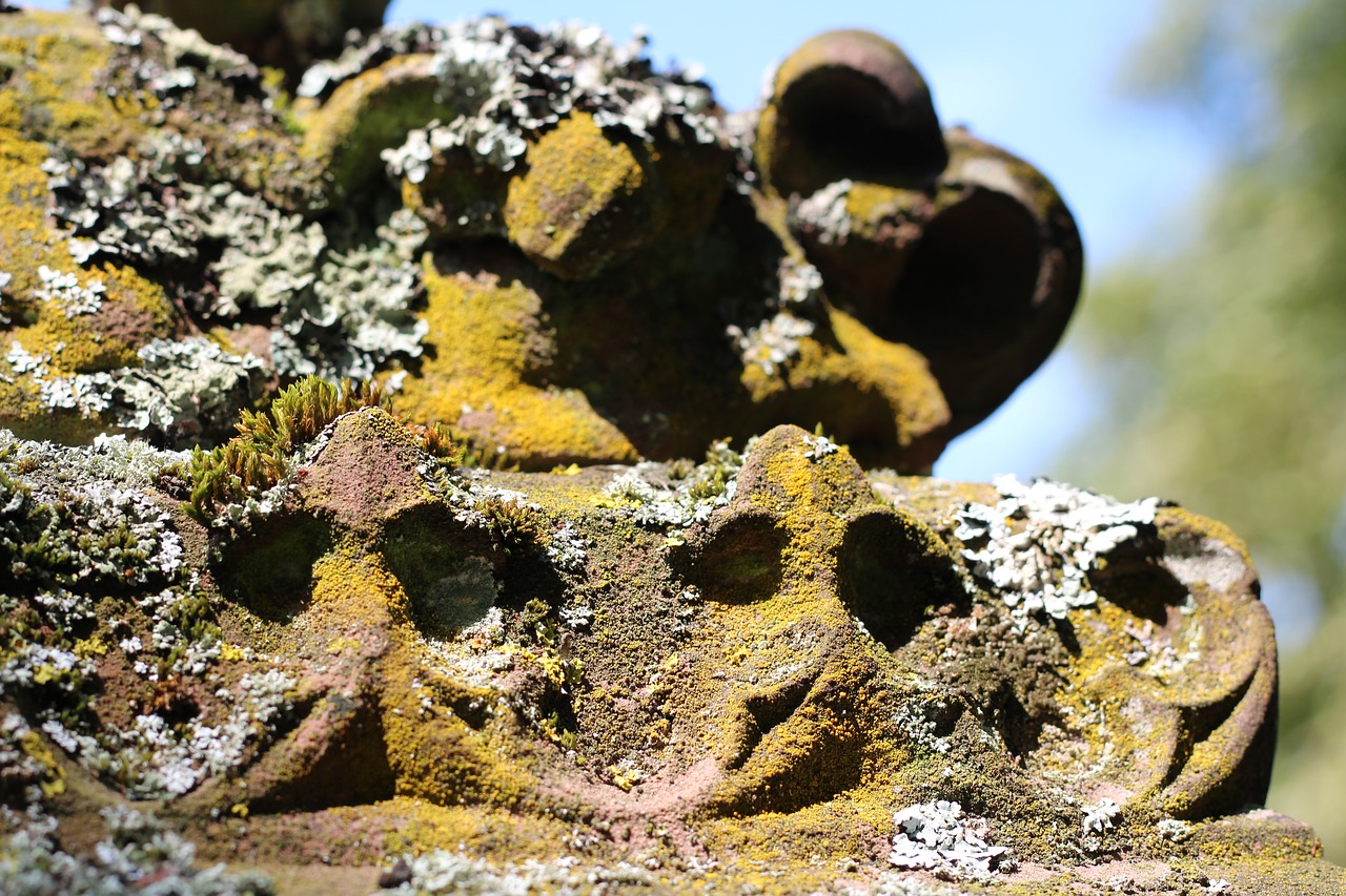 Image - moss lichen tombstone