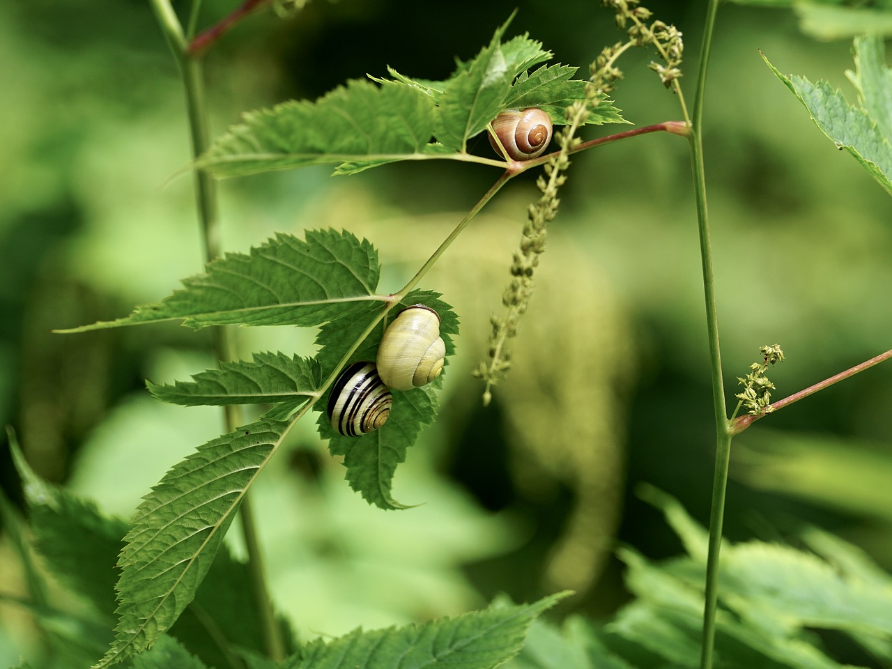 Image - snails reptiles mollusk shell