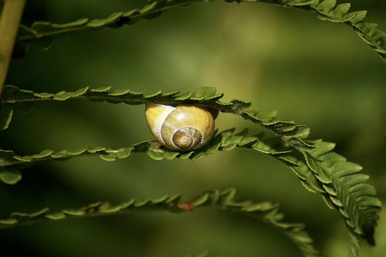 Image - snails reptiles mollusk shell