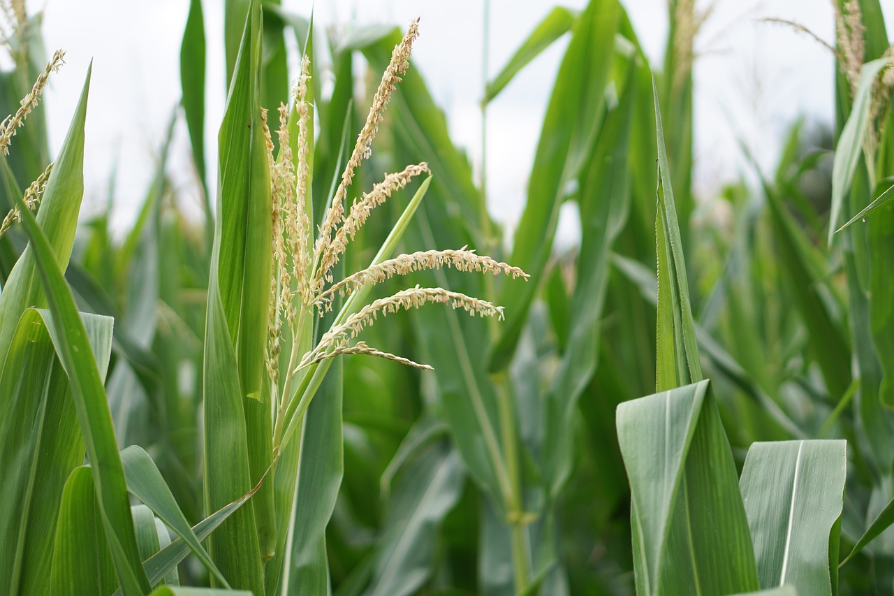 Image - cornfield corn corn cultivation