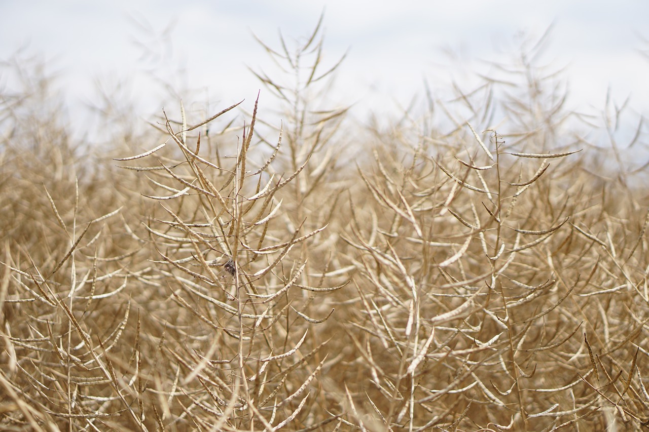 Image - field of rapeseeds oilseed rape