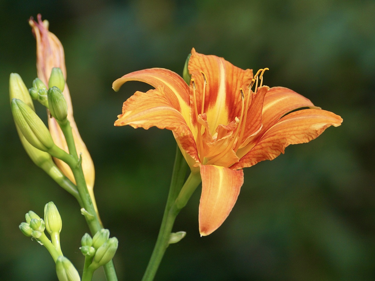 Image - lily orange pollen orange blossom