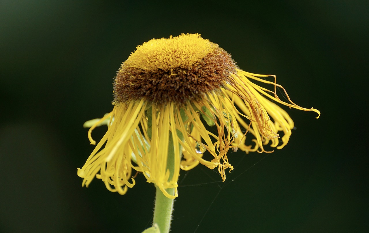 Image - telekia speciosa composites flower