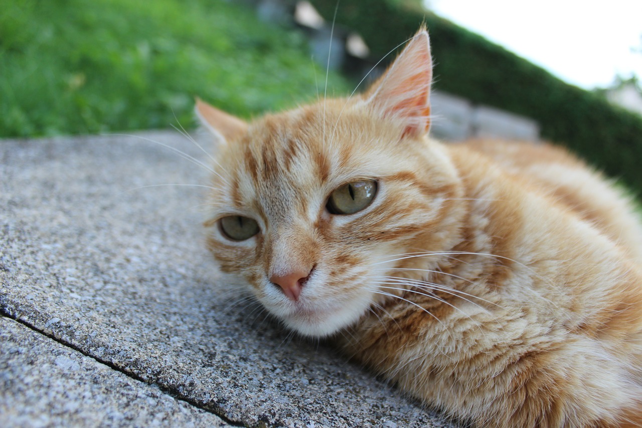 Image - cat cute fart young cat feline