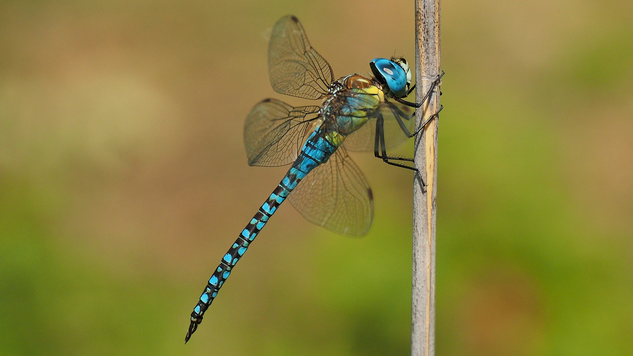 Image - nature insects dragonfly macro