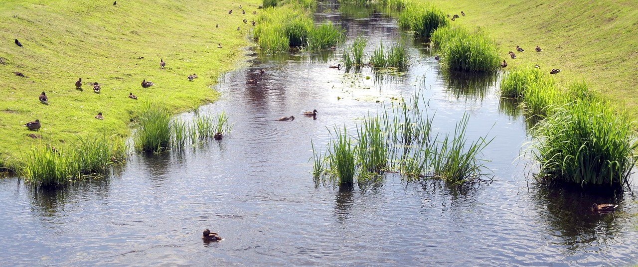 Image - pond river scrubs ducks green