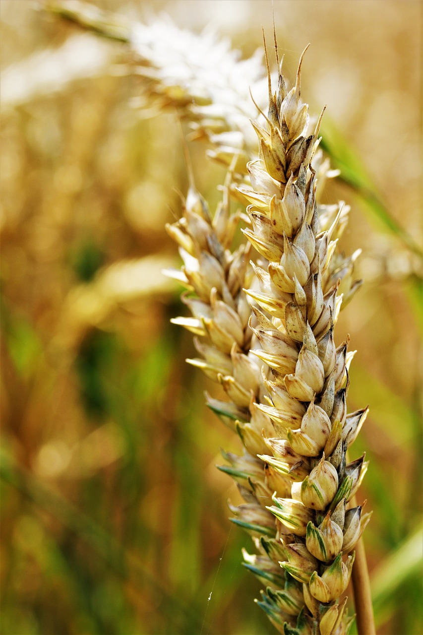 Image - wheat field agriculture wheat field