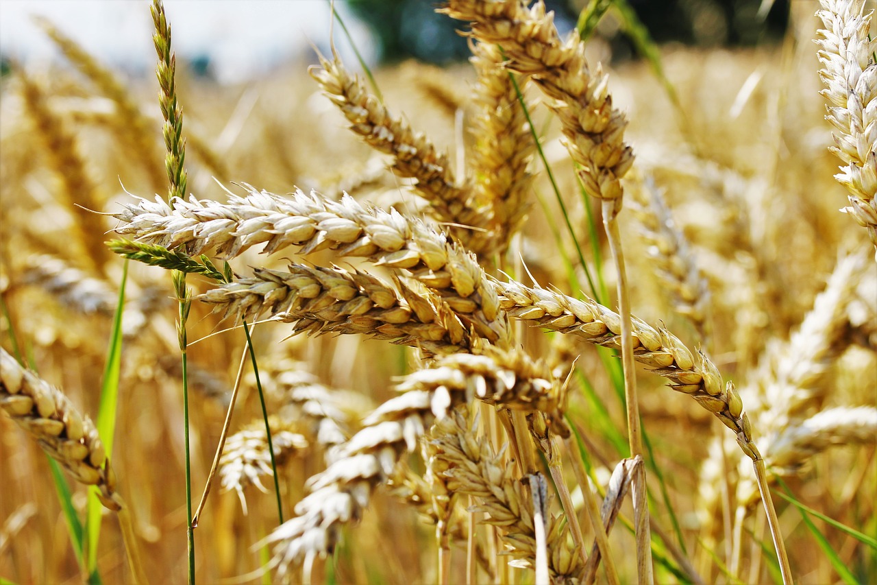 Image - wheat field agriculture wheat field