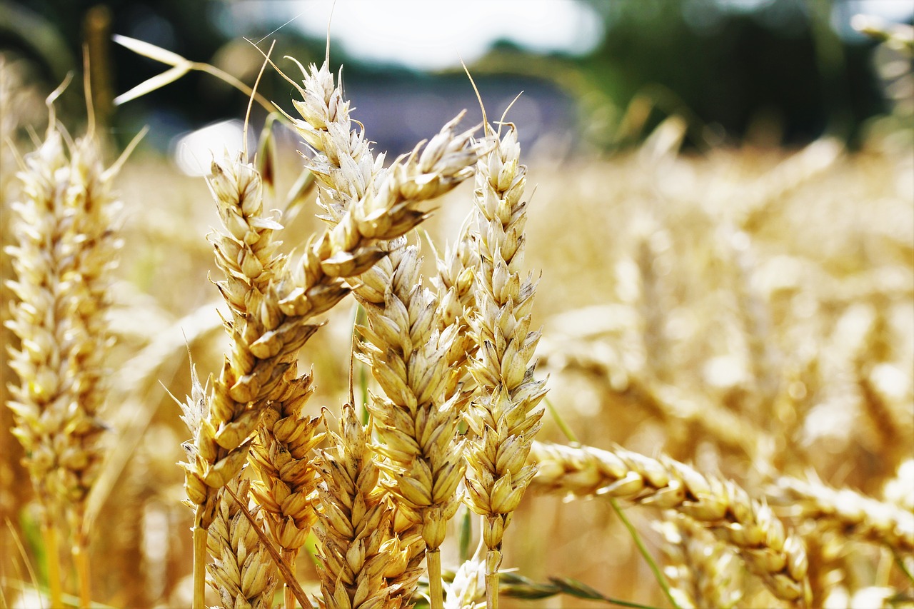 Image - wheat field agriculture wheat field