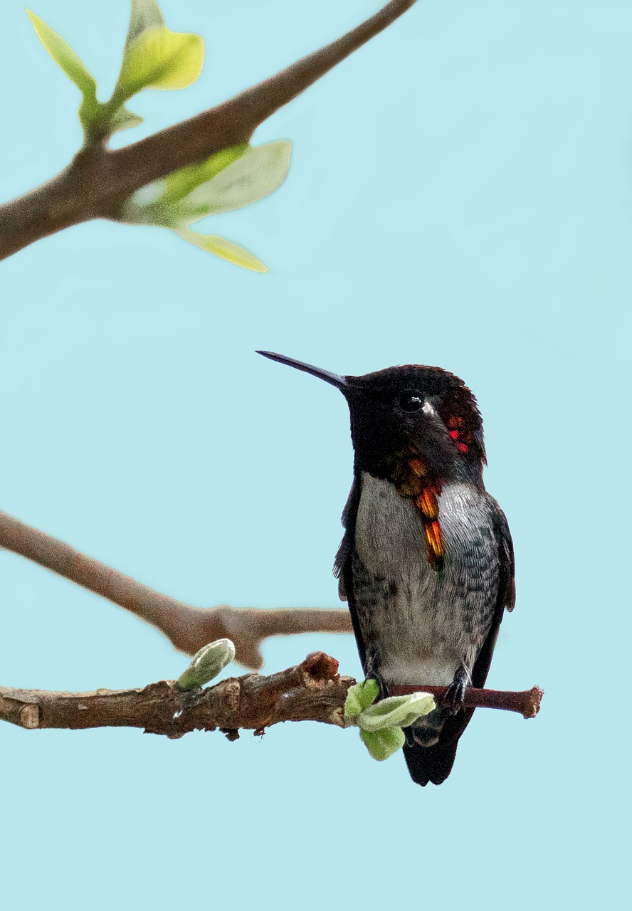 Image - hummingbird cuba tree small nature