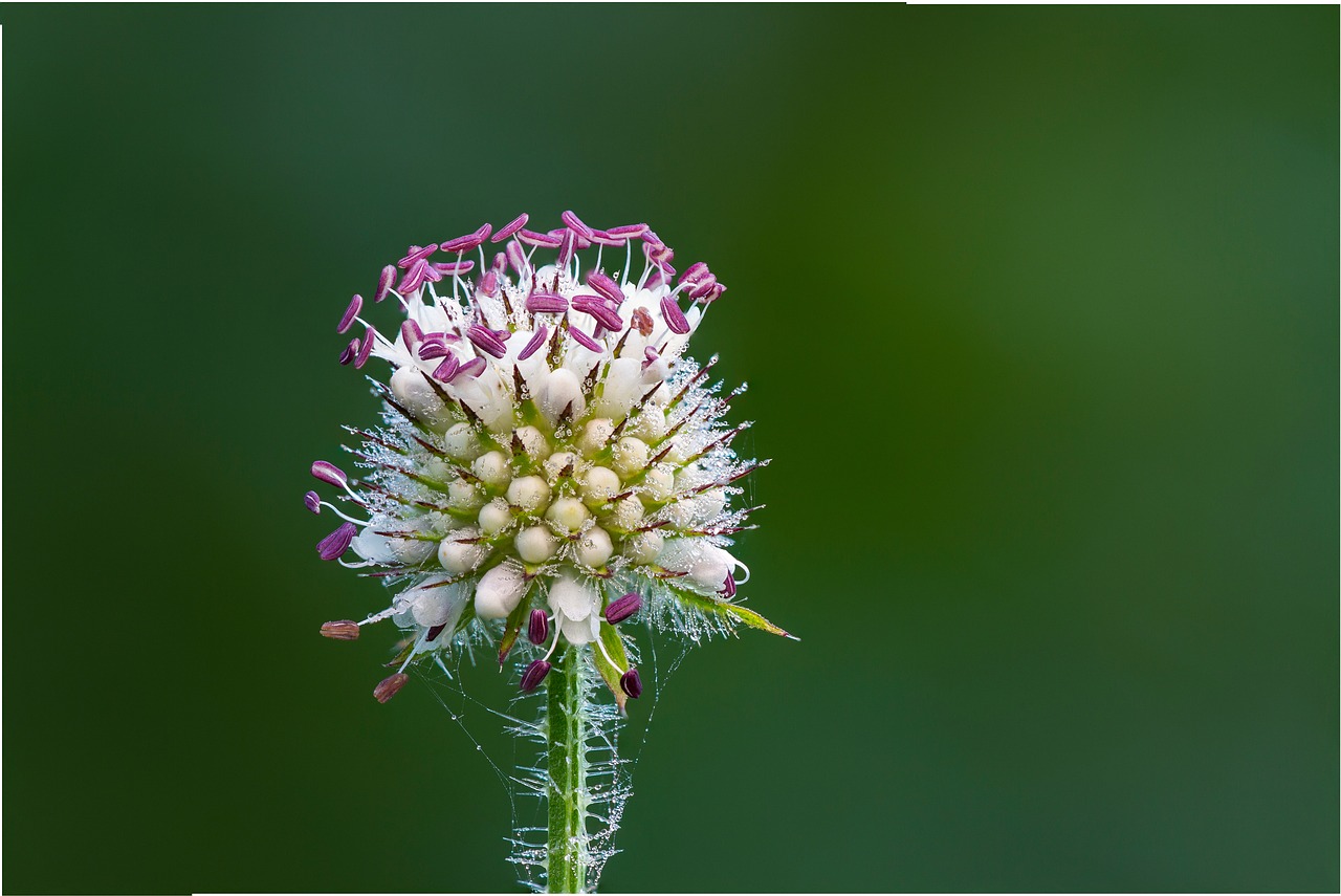 Image - thistle blossom bloom violet