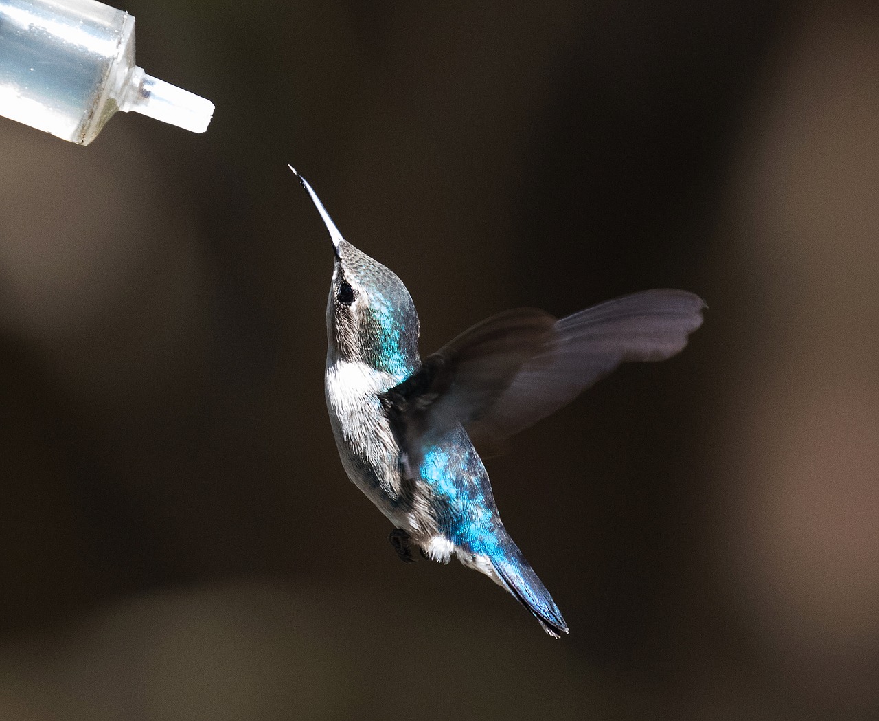 Image - hummingbird cuba blue tongue