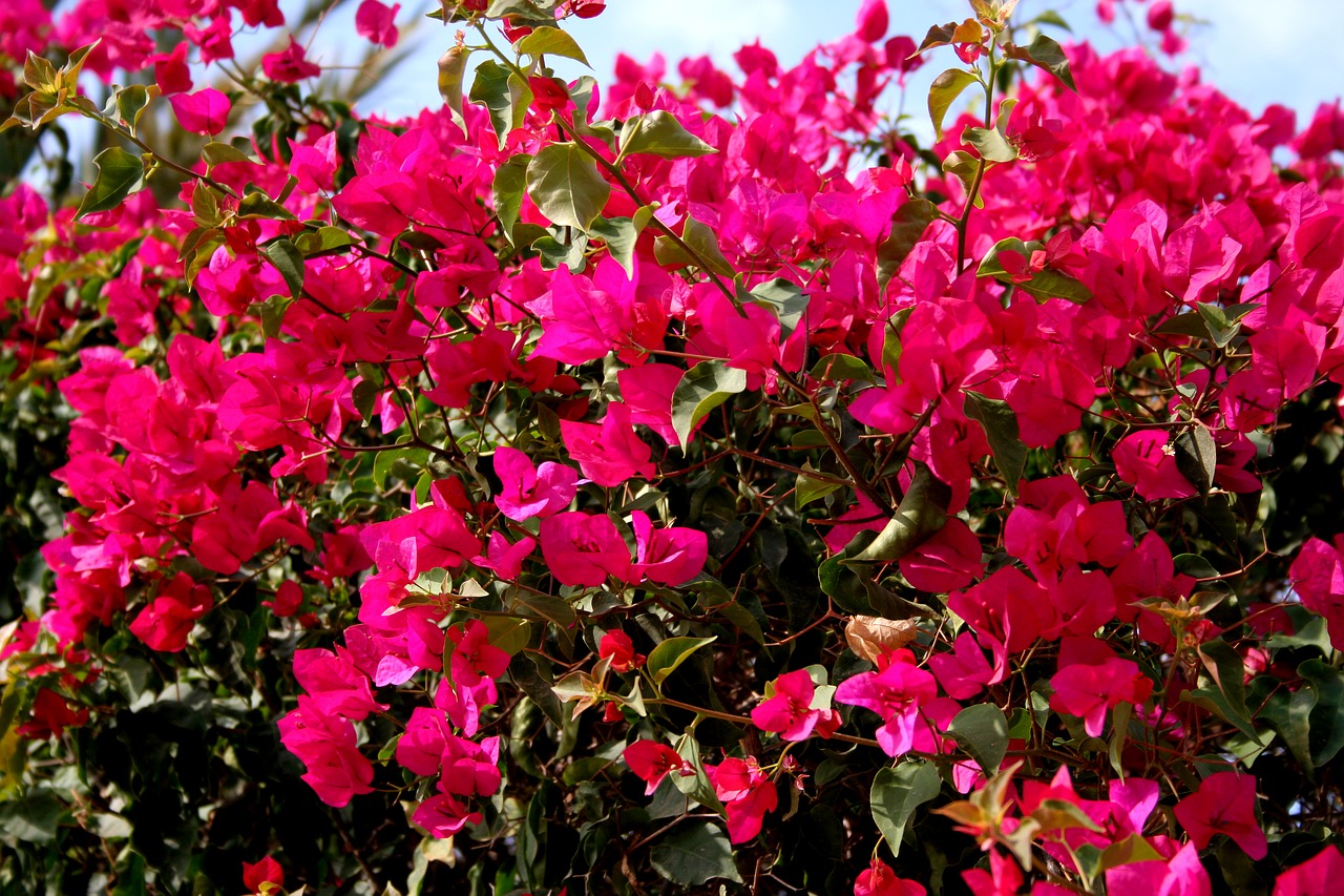 Image - bougainvillea magenta pink spain