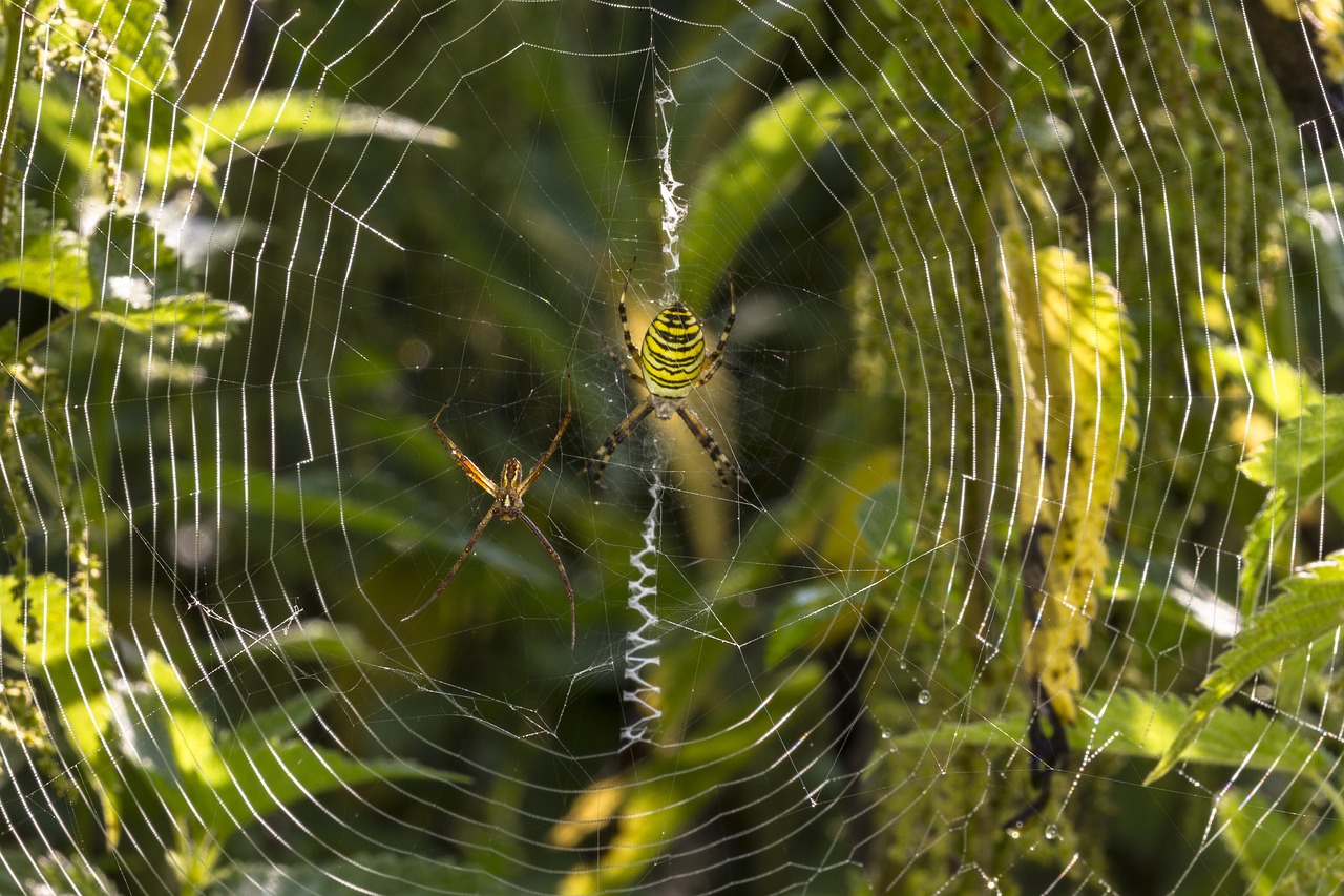 Image - wasp spider spider zebraspinne
