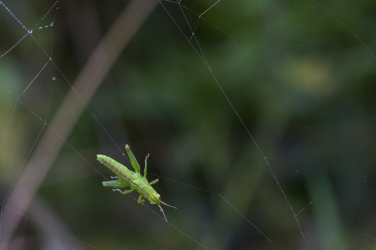 Image - grasshopper in the network caught