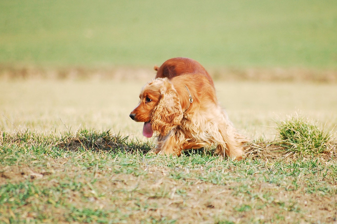 Image - dog doggy freedom on a walk spacer