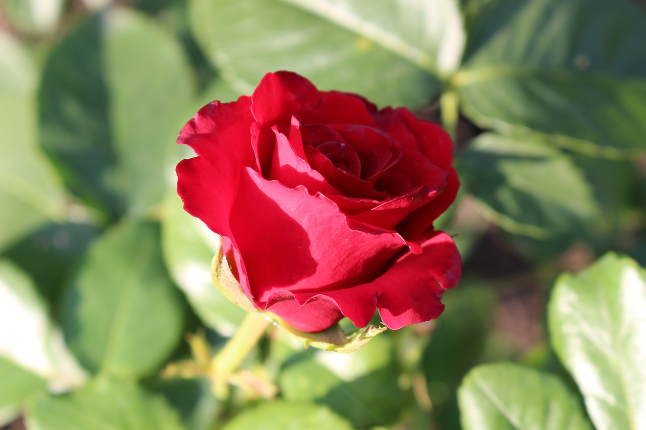 Image - rose red rose red petals flora