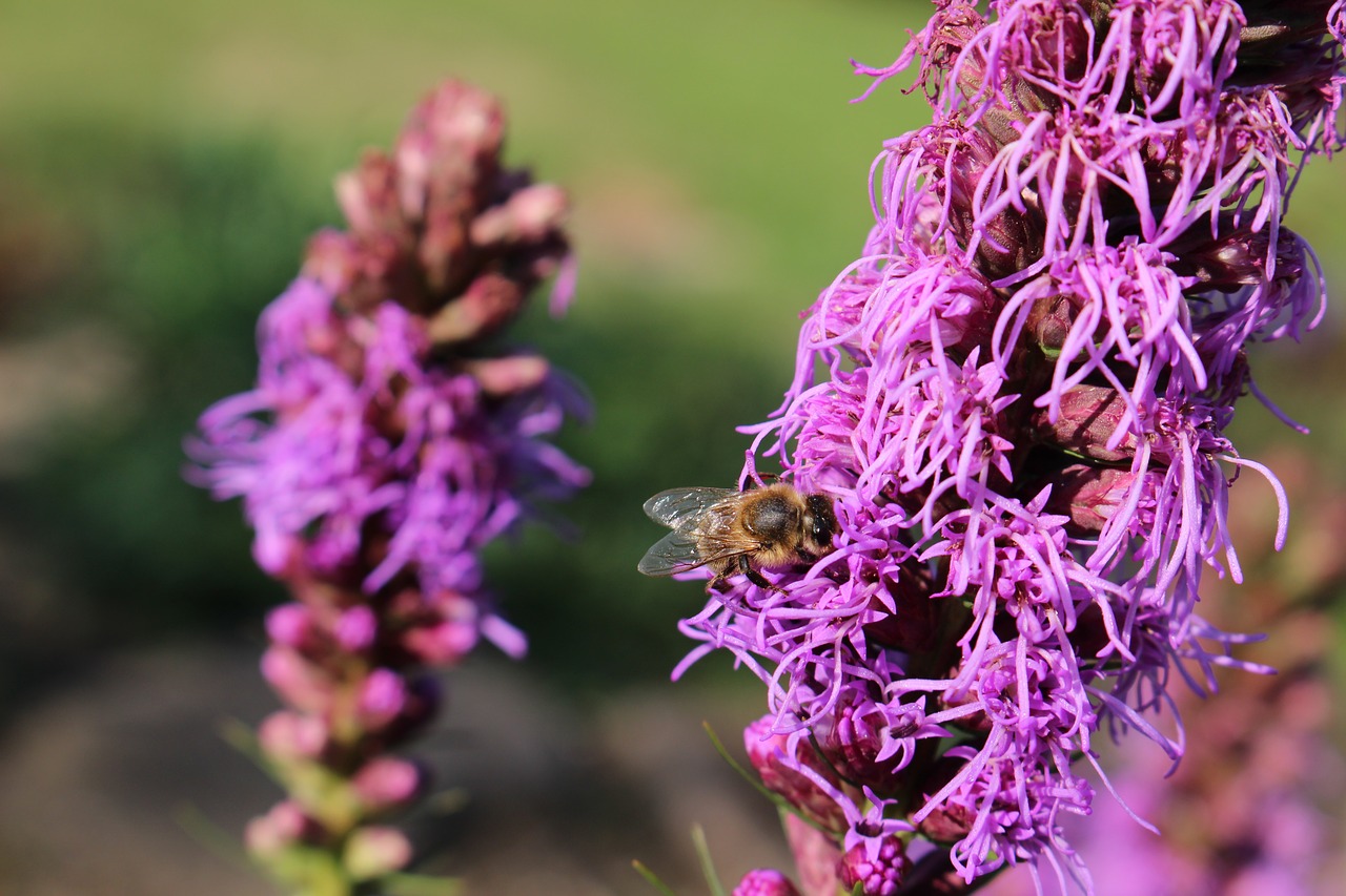 Image - purple flower bee flora natural