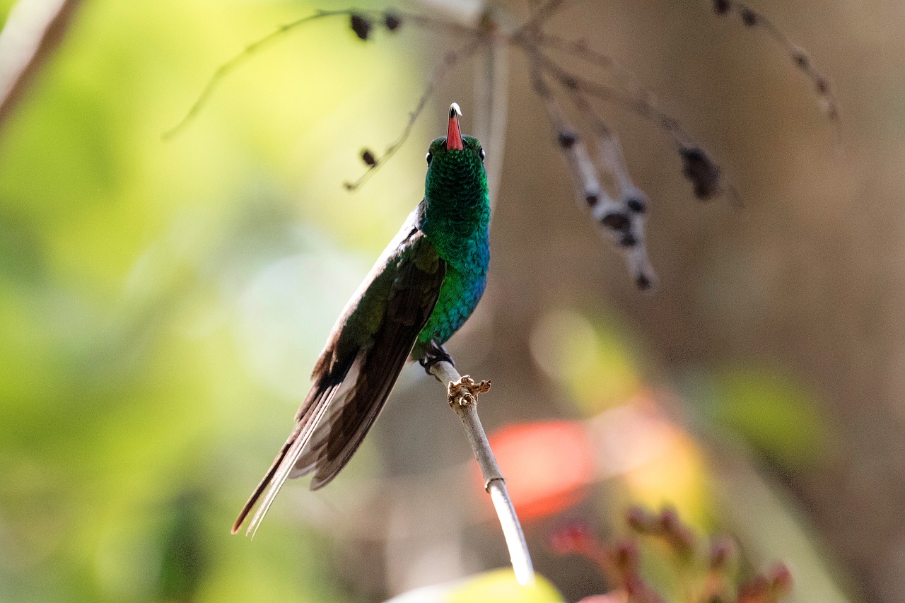 Image - hummingbird cuba green tongue