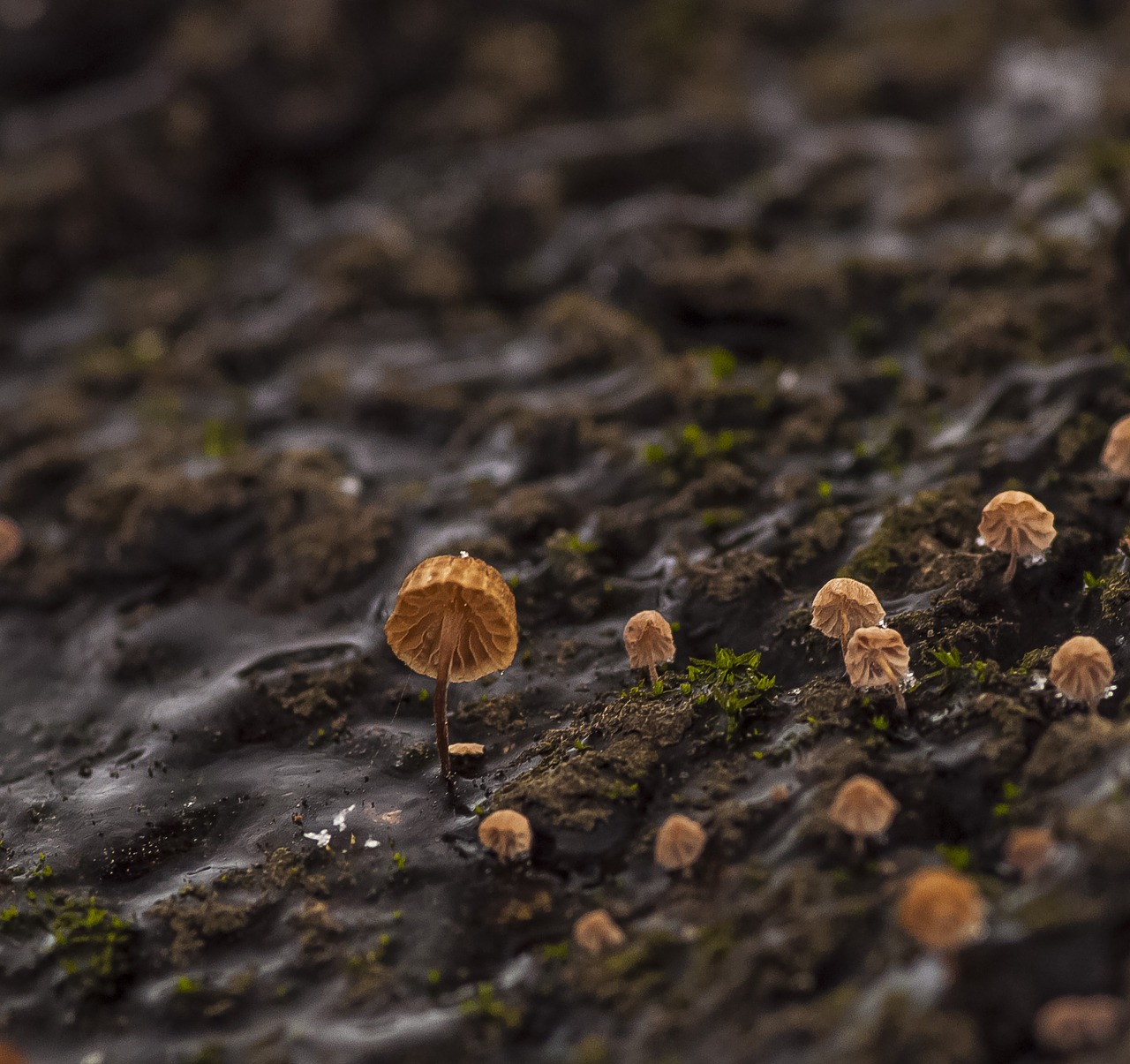 Image - mushrooms spring macro bark