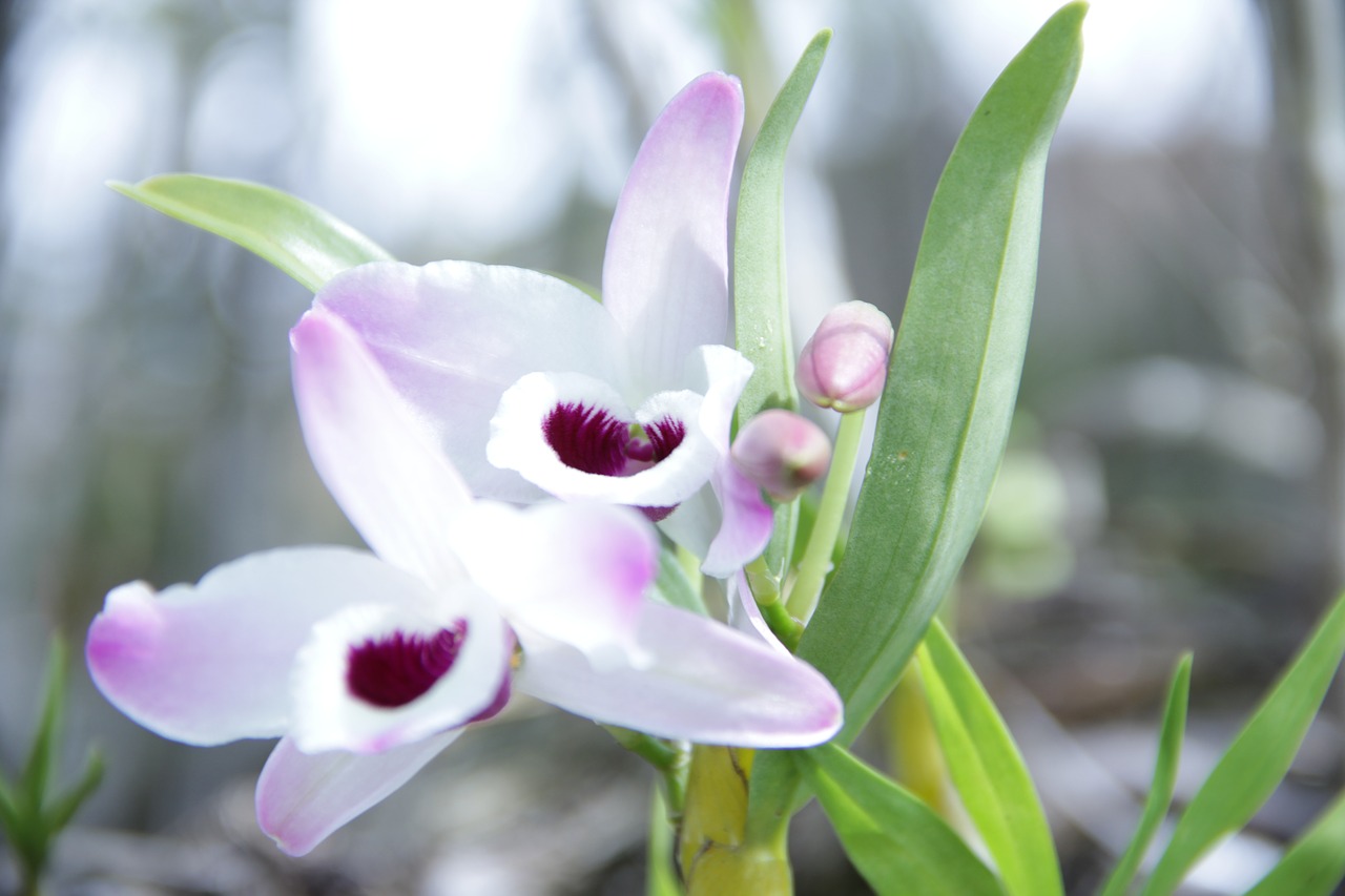 Image - flower orquidea plant nature