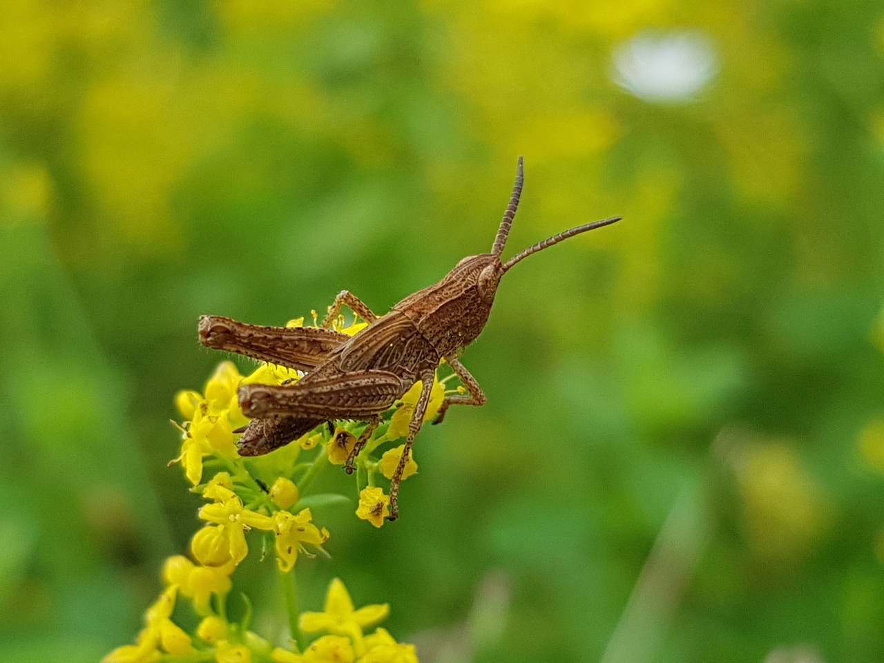 Image - grasshopper nature yellow flower
