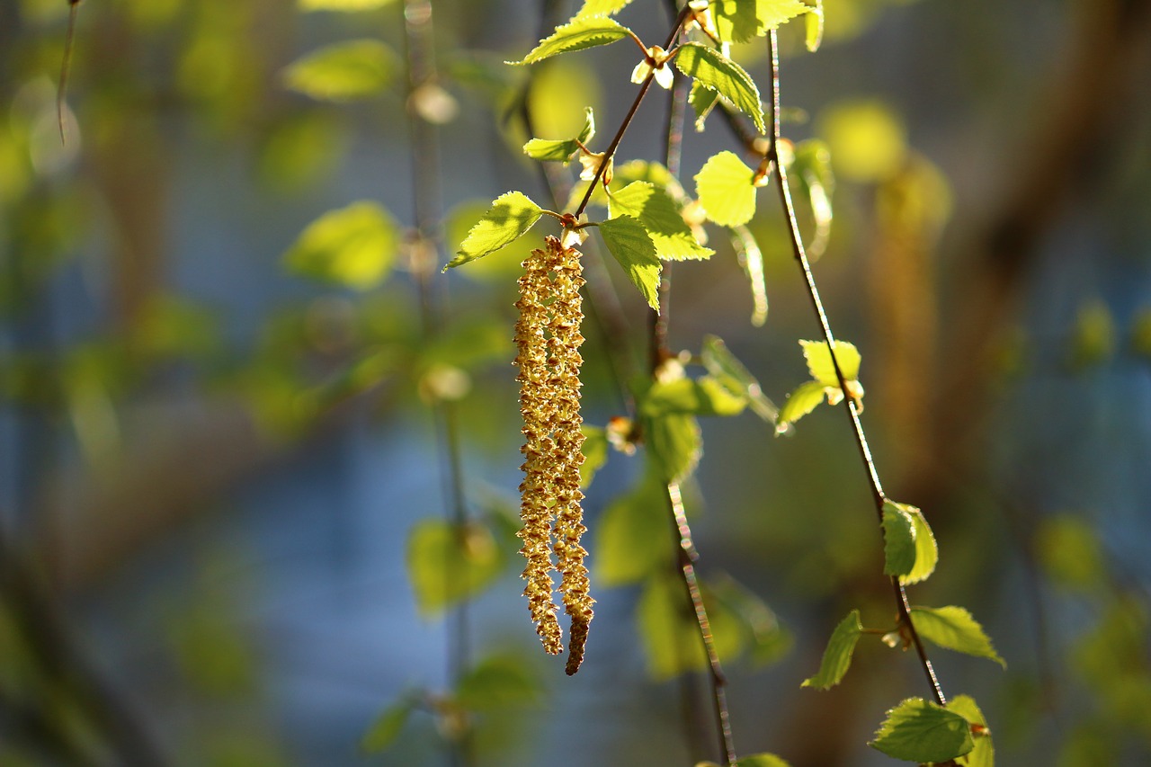 Image - birch spring leaves trees trunk