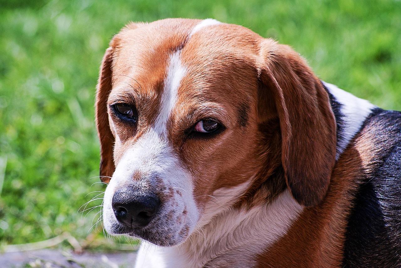 Image - dog beagle portrait animal pet