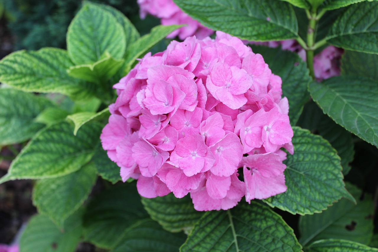 Image - flower pink garden red rose