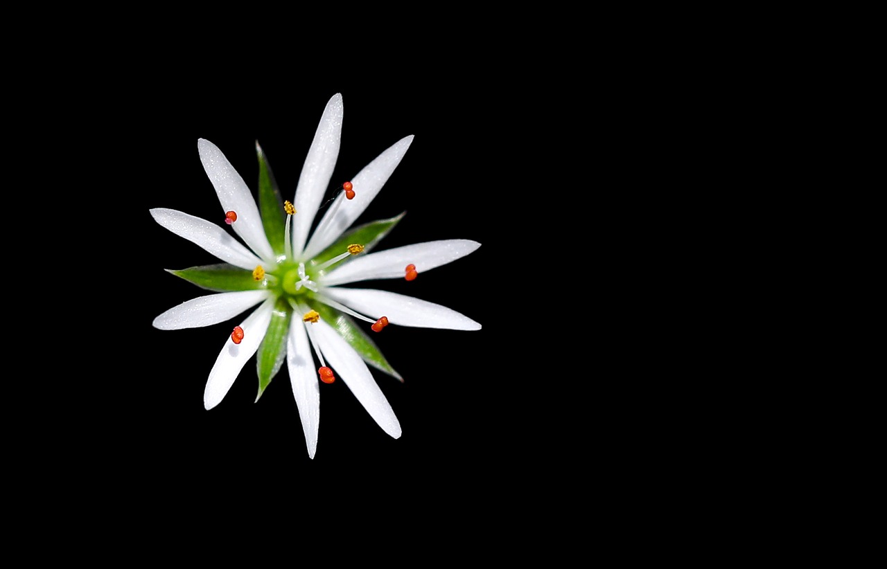 Image - stellaria flower background black