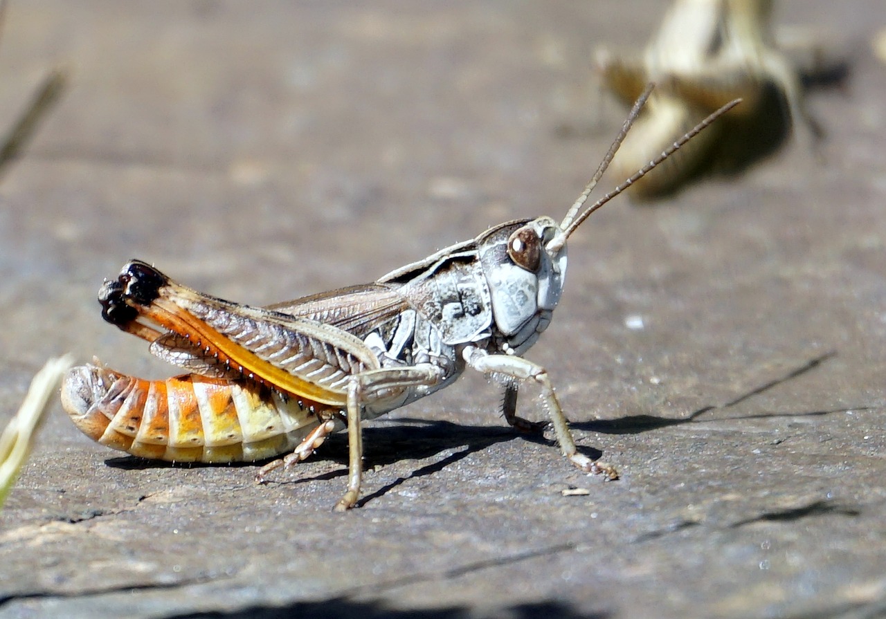 Image - grasshopper animal insect macro