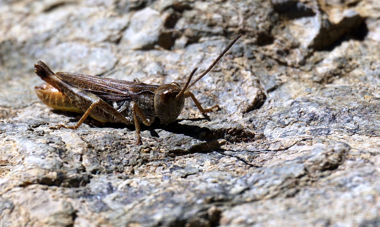 Image - grasshopper animal insect nature